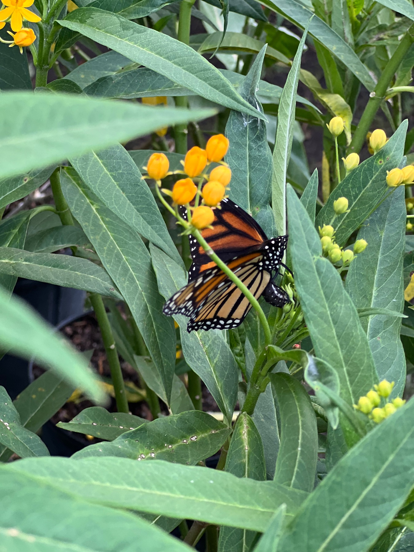 Following the Monarchs: 3-Week Nature Study | Ages 4–7